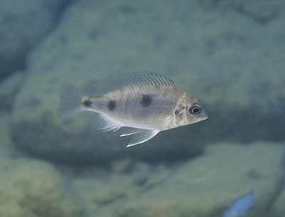 Otopharynx sp. 'auromarginatus mara' Mala Point